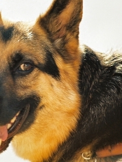 Berger Allemand.jpg